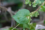 Climbing false buckwheat